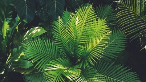 Biophilic Design Academie